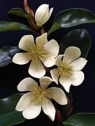 Magnolia 'Princess Cinderella'