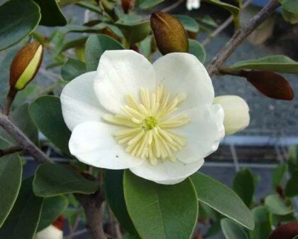 Magnolia 'Princess Isabella'