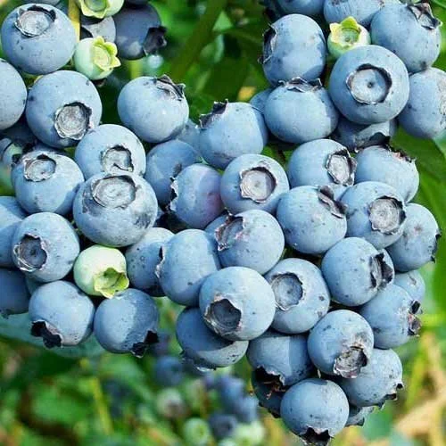 Blueberry 'Powder Blue'