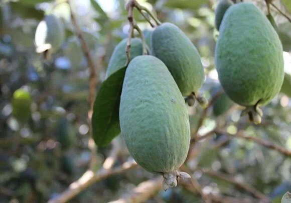 Feijoa 'Arhart'