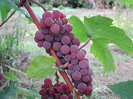 Grape 'Candice Seedless'