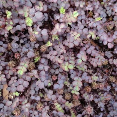 Acaena intermis 'Purpurea'