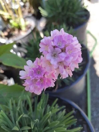 Armeria 'Pink Petite'