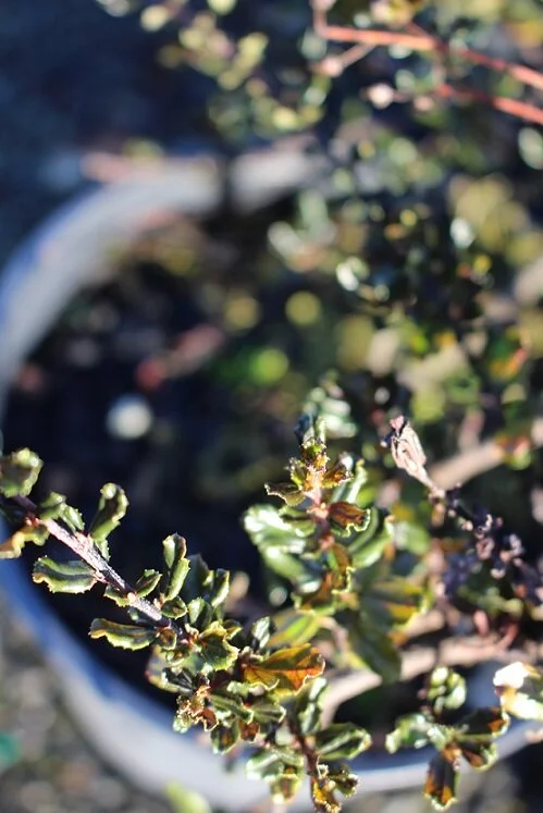 Ceanothus 'Blue Sapphire'