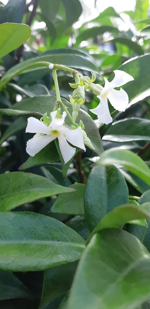 Trachelospermum jasminoides (Star Jasmine)