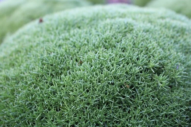 Scleranthus biflorus