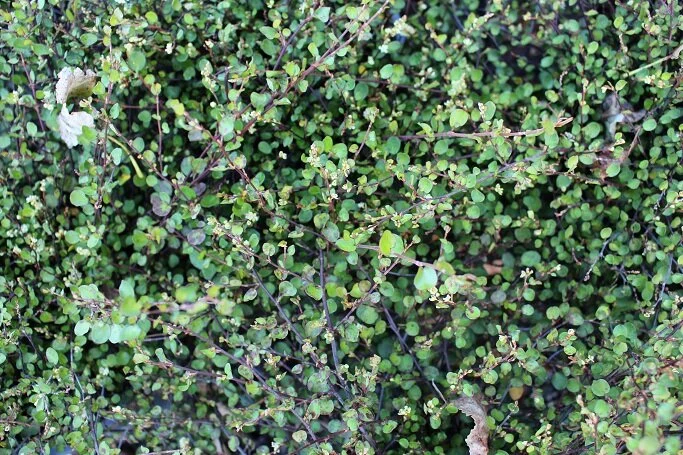 Mulenbeckia axillaris