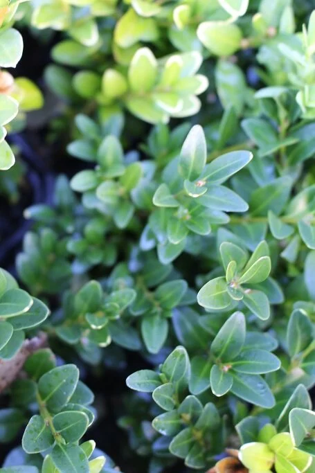 Buxus sempervirens