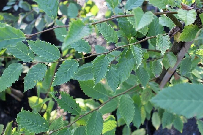 Carpinus betulus (Hornbeam)