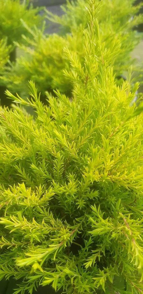 Coleonema 'Sunset Gold'