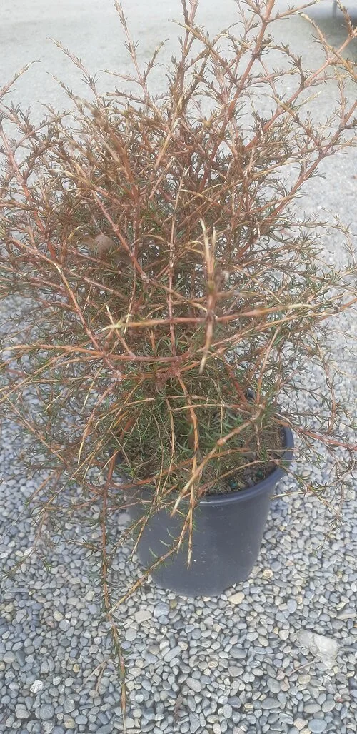 Coprosma 'Lobster'