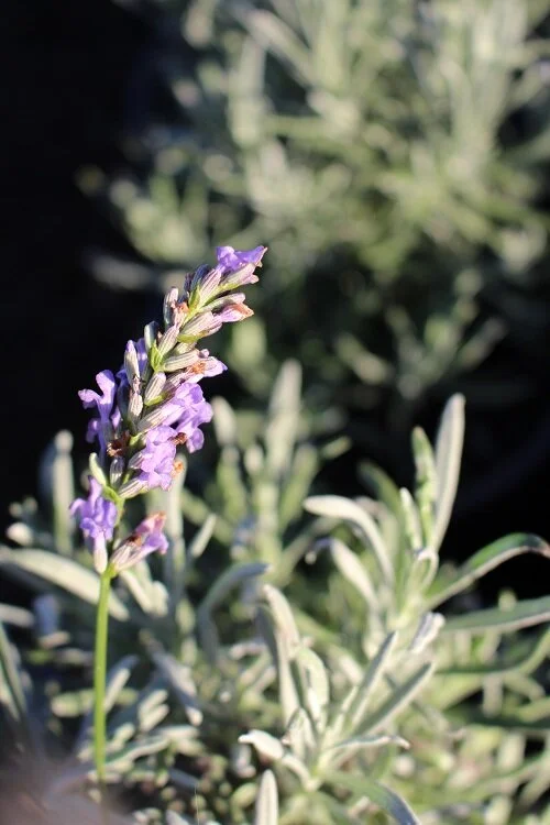 Lavender hidcote