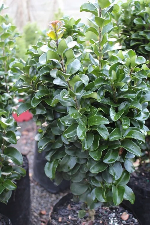 Ligustrum rotundifolium
