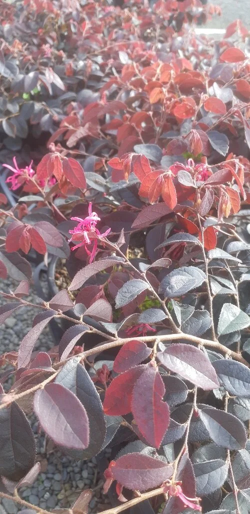 Loropetulum burgundy