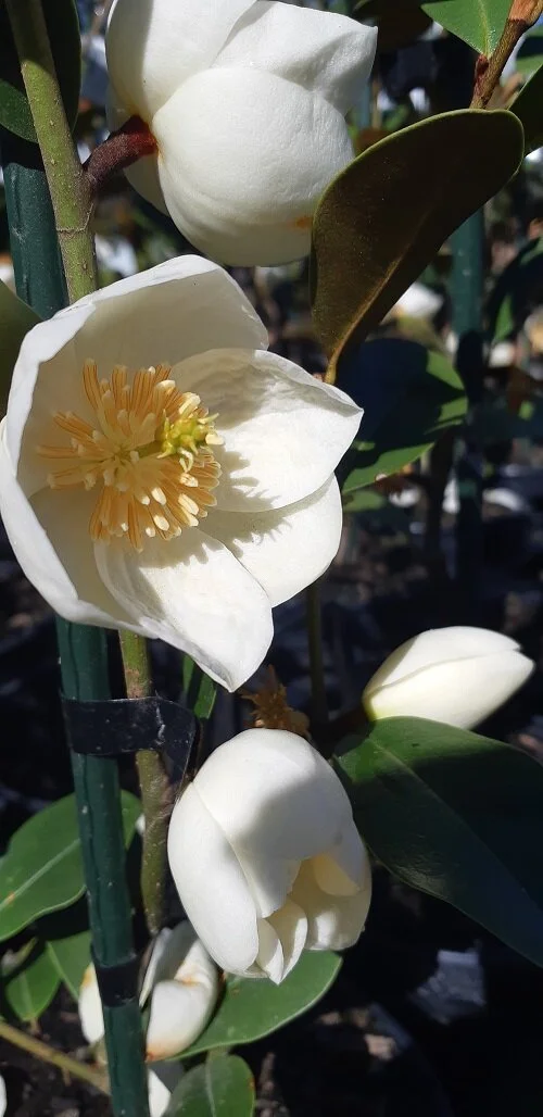Magnolia 'Princess Grace'