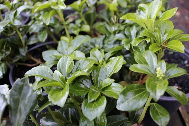Pachysandra 'Green Sheen'