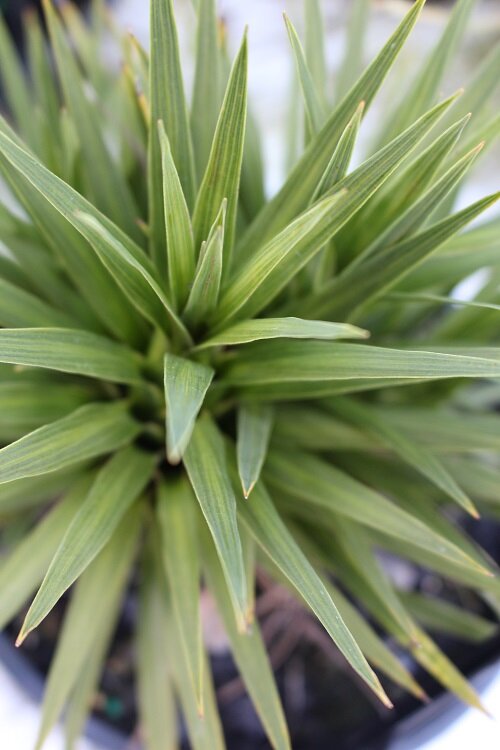 Cordyline 'Karo Kiri' (Dwarf Cabbage Tree)