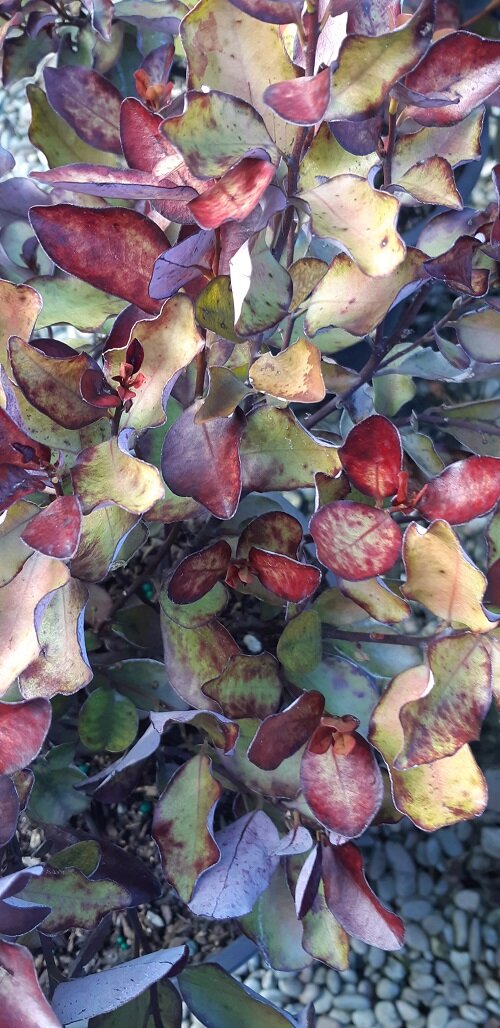 Pseudowintera 'Red Hot' (Horopito)