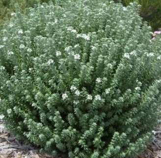 Westringea 'Grey Box'