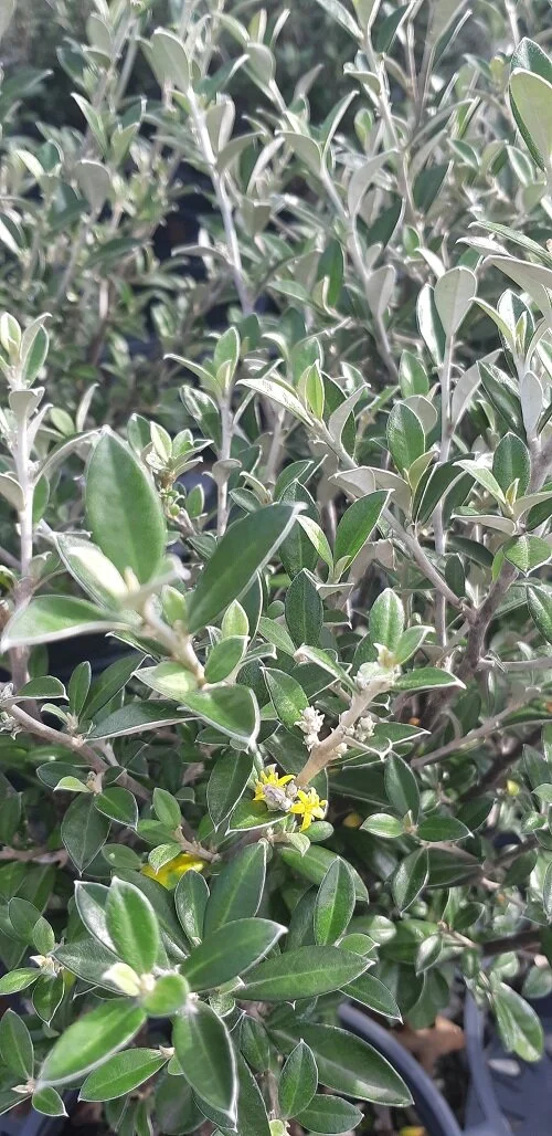 2020-04-03 10.31.33.jpg