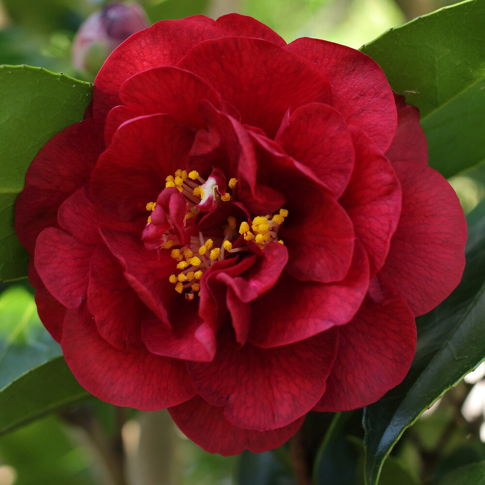 Camellia 'Bob Hope'