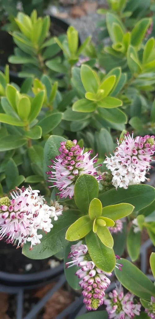 Hebe 'Oratia Beauty'