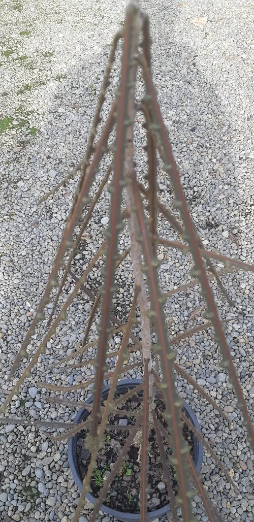 2020-04-03 10.30.48.jpg