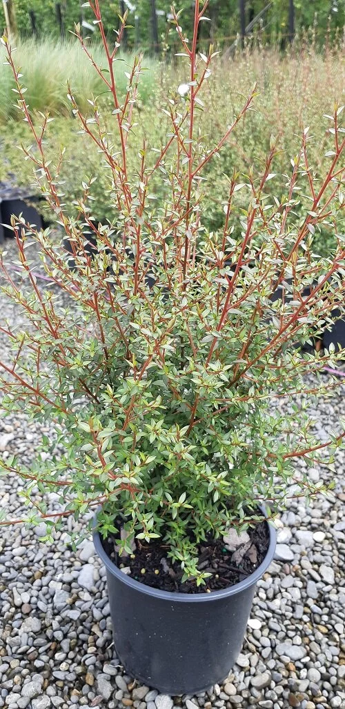 Leptospermum scoparium (Manuka)