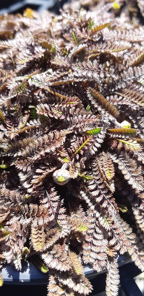 Leptinella 'Platts Black'