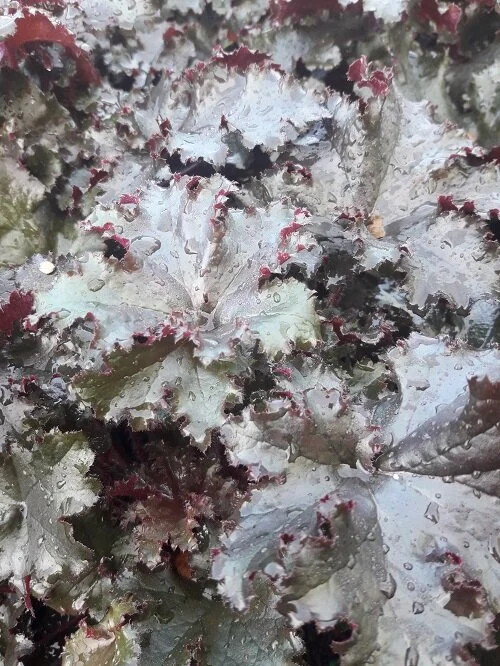 Heuchera 'Black Taffeta'
