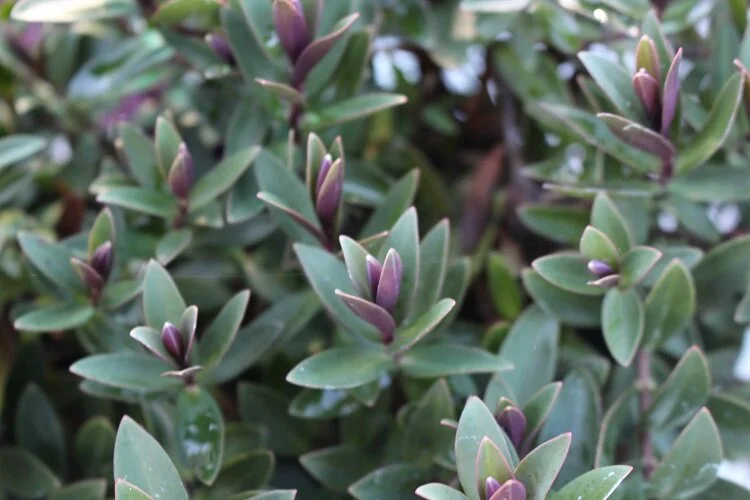 Hebe 'Pretty in Pink'