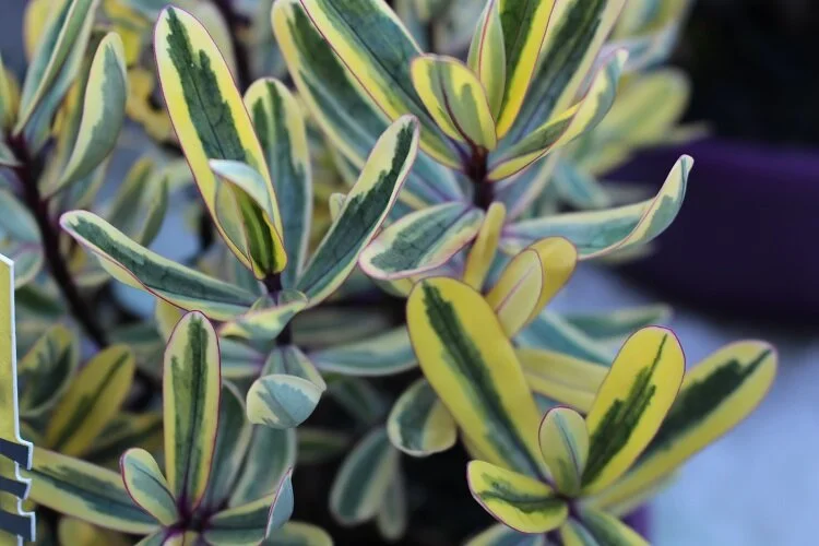 Hebe 'Jewel of the Nile'