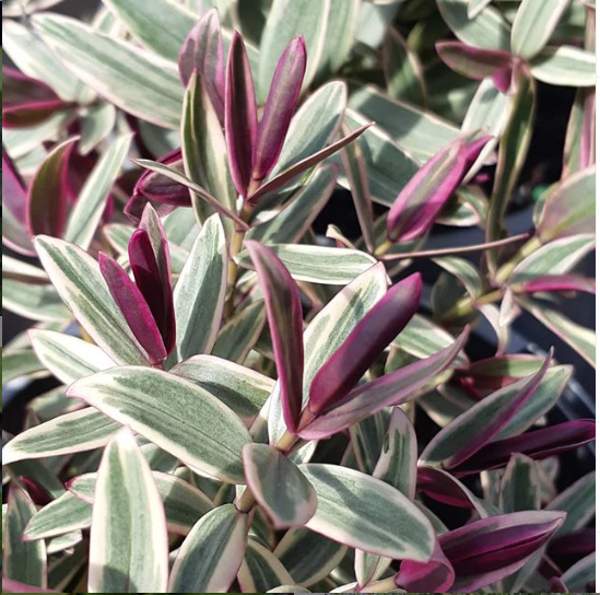 Hebe 'Marilyn Munroe'