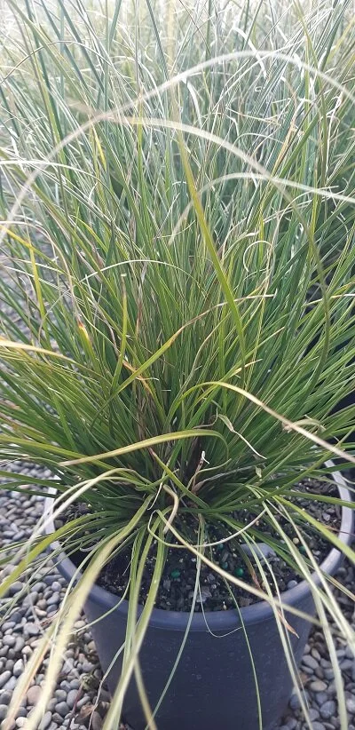 carex joho.jpg