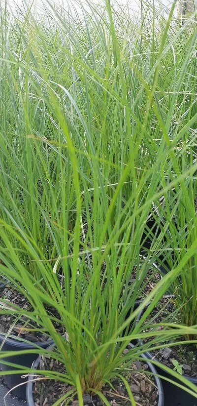 Carex secta.jpg