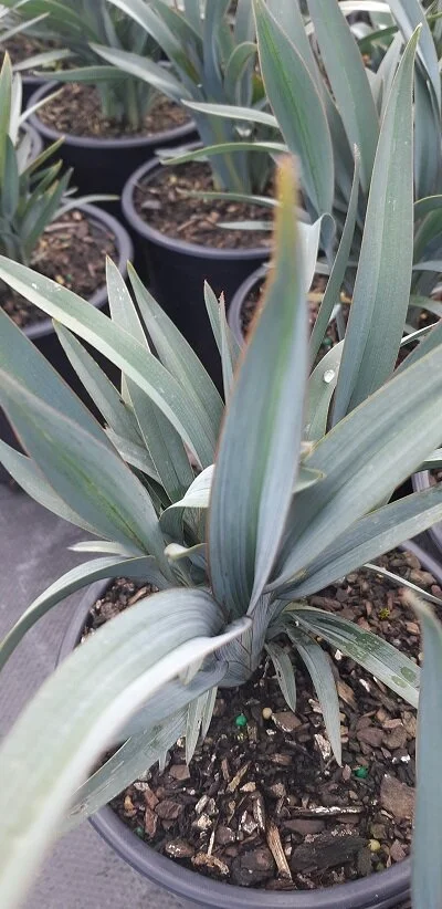 Dianella 'Clarity Blue'