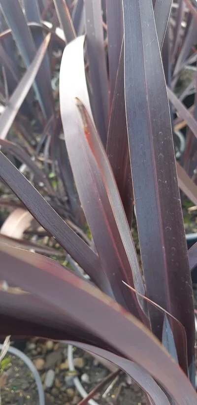 Phormium 'Dark Delight'
