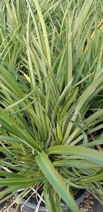 Phormium 'Pepe'