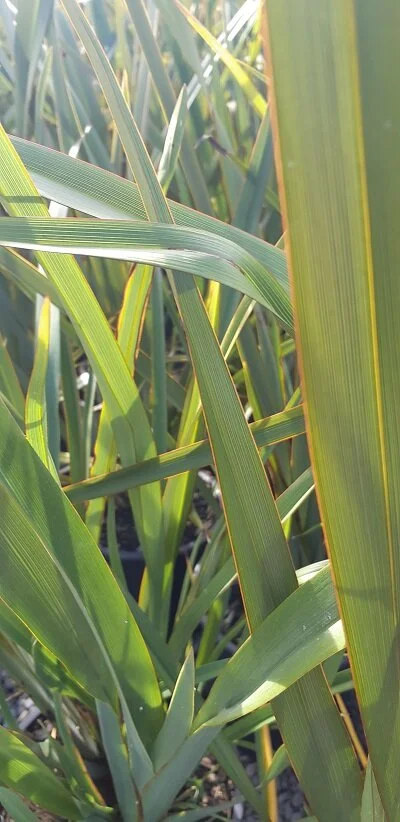 Phormium tenax
