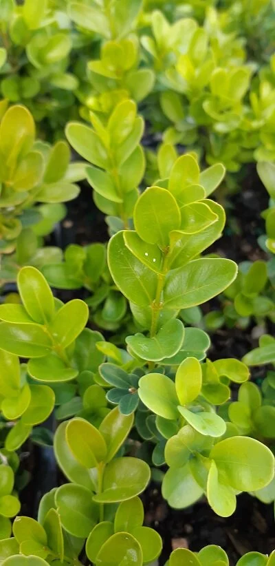 buxus suff.jpg
