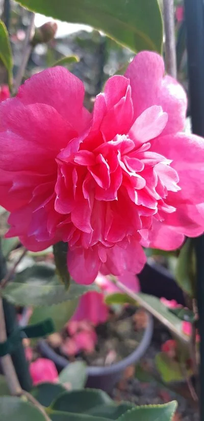 camellia caroline.jpg