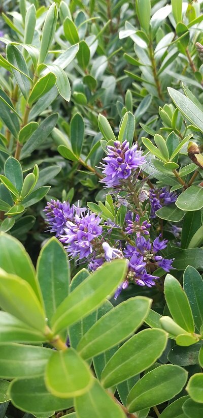 Hebe 'Heebie Jeebies'