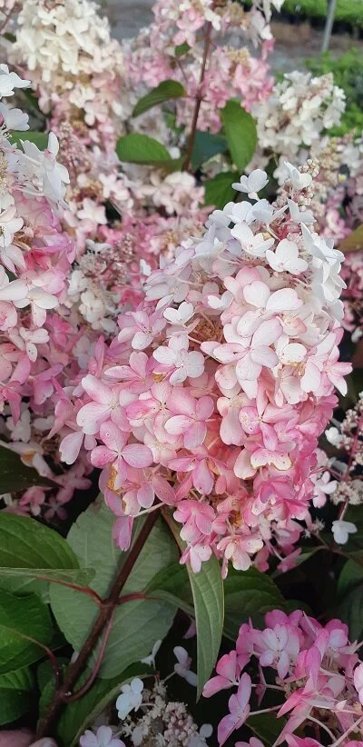 2020-04-16 12.55.04.jpg