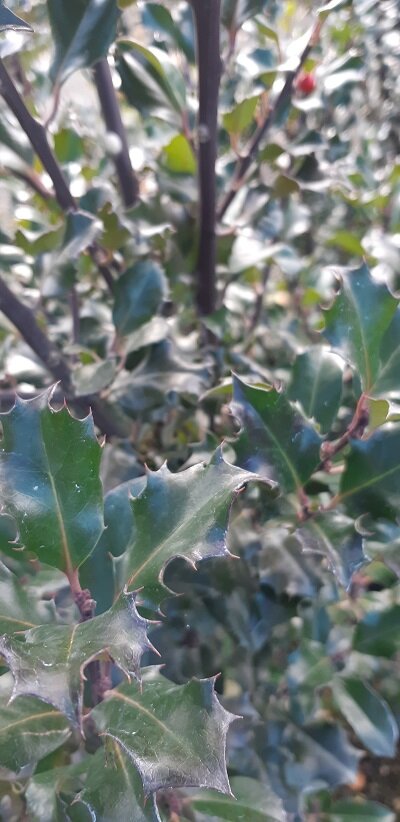Ilex 'Blue Angel'
