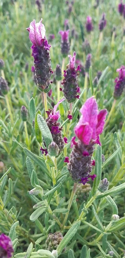 Lavender 'Sensation Rose'