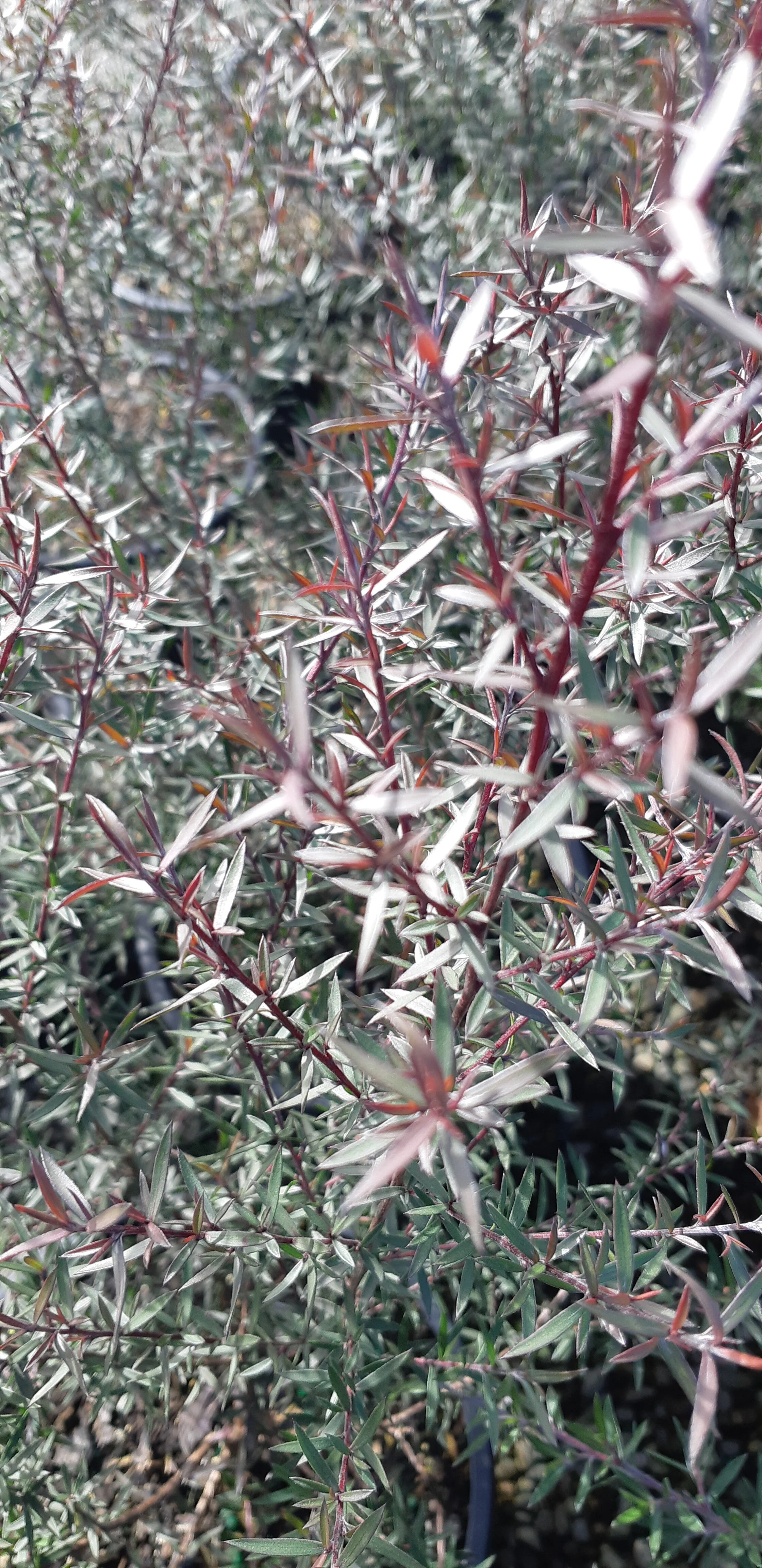 Leptospermum 'Burgundy Queen'