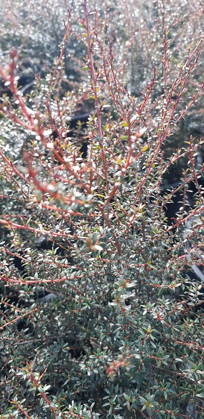 Leptospermum 'Kea'