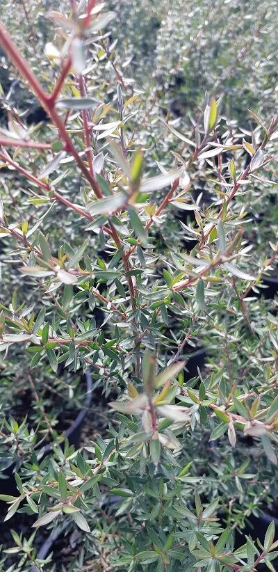 Leptospermum 'Princess Anne'