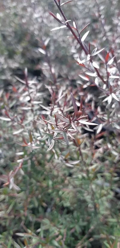 Leptospermum 'Wiri Donna'