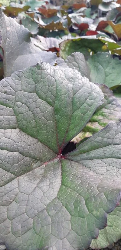 Ligularia 'Britt Marie Crawford'